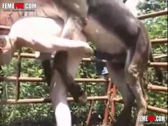 Horny outdoor guy gets an ass full of donkey cum 